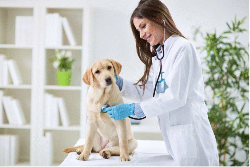 Is the Right Health Consultation Being Given to Your Pet?