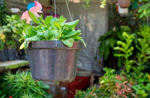 Use Plastic The Best Way: Bring Plastic Planters Home
