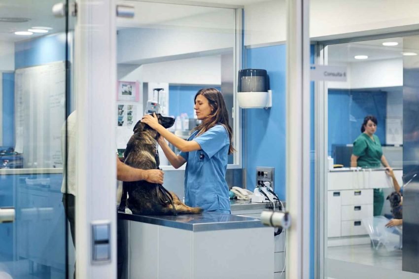 Top 4 Considerations When Selecting an Animal Health Clinic for Your Pet