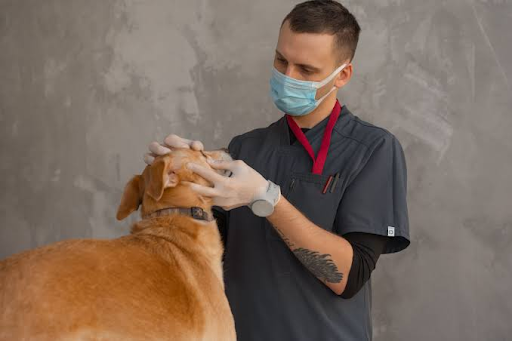 Feline Idiopathic Vestibular Disease: Eight Questions Owners Need Answered